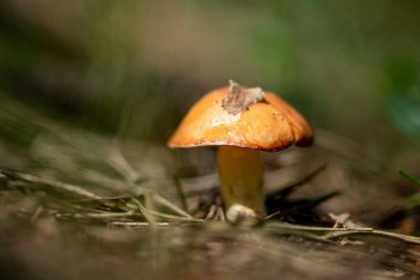 Bir tarlada yerde bir mantar oturuyor. Mantar kahverengi ve sapı var.