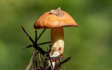 Çubuk yığınının üzerinde bir mantar oturuyor. Mantar kahverengi ve sivri uçlu.