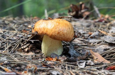 Bir ormanda yerde bir mantar oturuyor. Mantar kahverengi ve sarıdır.