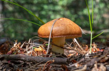 Bir ormanda yerde bir mantar oturuyor. Mantar kahverengidir ve sivri uçludur. Orman yemyeşil ve yemyeşil, bir sürü ağaç ve bitki var. Huzurlu ve huzurlu bir sahne.