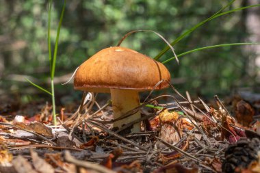 Bir ormanda yerde bir mantar oturuyor. Mantar kahverengidir ve sivri bir üstü vardır. Orman yemyeşil ve yemyeşil, bir sürü ağaç ve bitki var. Huzurlu ve huzurlu bir sahne.