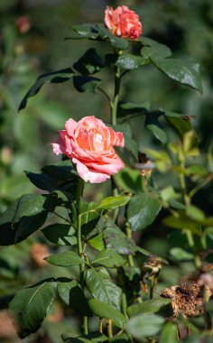 Bir bahçede pembe bir gül tam çiçeklenir. Çiçek yeşil yapraklar ve dallarla çevrilidir ve yakınlarda gezinen bir arı vardır. Huzurlu ve huzurlu bir sahne.