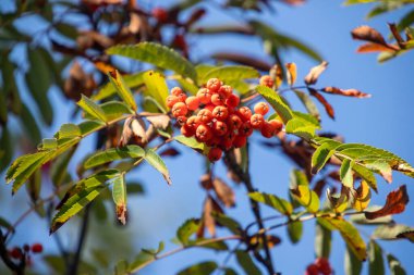 A tree with red berries on it. The berries are small and clustered together. The tree is green and has leaves. The sky is blue and clear