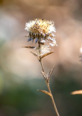 A dried up flower with brown petals and a brown stem. The flower is in the foreground and the background is blurry