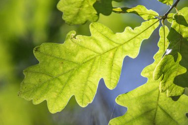 A leaf of an oak tree is shown in a bright green color. The leaf is in the sunlight, and it looks fresh and healthy. Concept of growth and vitality, as the leaf is thriving in the sunlight