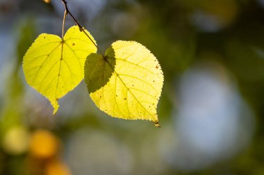 Güneş ışığında bir yaprak gösterilir, yerde bir gölge vardır. Parlak güneş ışığı yaprağı ve çevreyi aydınlatırken sıcaklık ve sükunet kavramı
