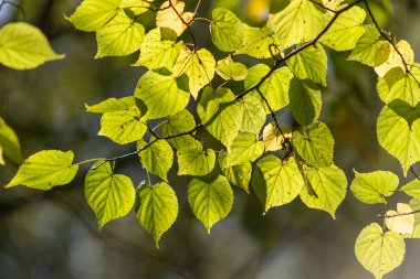 A leafy tree branch with leaves that are green and have brown spots. The leaves are in the sun and the light is shining on them