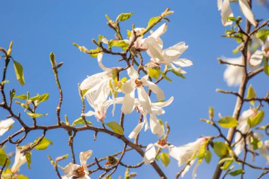 Magnolia flowers growing outdoors in nature.