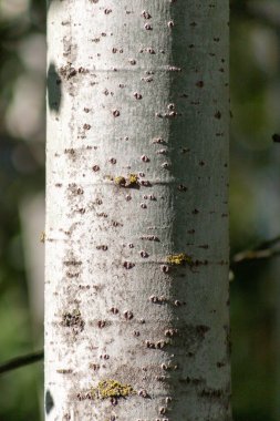 Birçok çıkıntısı ve oyuğu olan bir ağaç gövdesi. Bagaj yosunla kaplı ve pürüzlü bir dokusu var.