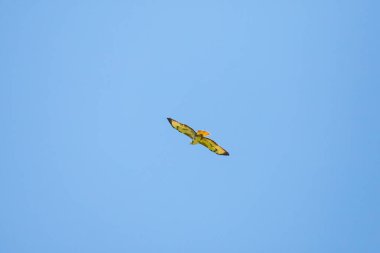 Mavi gökyüzünün üzerinde bir kuş uçuyor. Kuş sarı ve siyahtır. Gökyüzü açık ve parlak