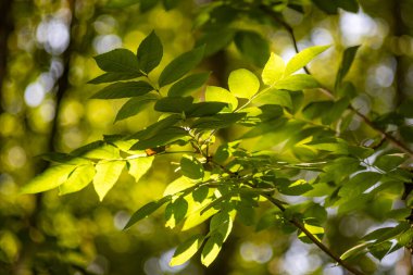 Yapraklı bir ağaç güneş ışığındadır. Yapraklar yeşil ve güneş ışığı üzerlerinde parlıyor.