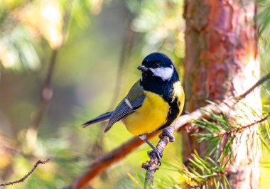 Ormandaki bir dala tünemiş küçük bir kuş. Kuş sarı ve siyah, ve bir şeye bakıyor. Sahne huzurlu ve huzurlu, görüntünün odak noktası kuş.