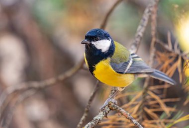 Sarı ve mavi gövdeli küçük bir kuş bir dala tünemiştir. Kuş aşağı bakıyor gibi görünüyor, muhtemelen yerdeki bir şeye. Sahne huzurlu ve sessiz.