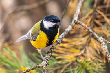 Küçük bir kuş bir dala tünemiştir. Kuş sarı ve siyahtır. Dal yapraklarla kaplıdır ve birkaç kahverengi lekesi vardır.
