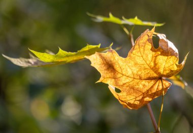 Yakın planda bir yaprak gösteriliyor, üzerinde güneş parlıyor. Yaprak sarıdır ve birkaç deliği vardır. Güneş ışınları yaprağı aydınlatırken sıcaklık ve parlaklık kavramı