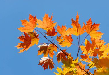 Çok yapraklı bir ağaç güneştedir. Yapraklar turuncu ve sarıdır. Gökyüzü mavi