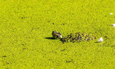 Bir kaplumbağa yeşil bir gölette yatıyor. Kaplumbağa yeşil bitkilerle çevrili ve gölet bulanık.