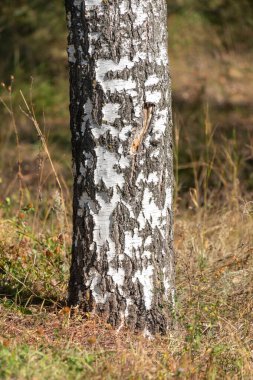 Beyaz gövdeli ve kahverengi kabuklu bir ağaç. Bagaj çok ince ve birkaç küçük deliği var. Ağaç otlar ve otlarla çevrili.