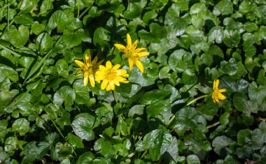 Yellow spring flowers in nature.