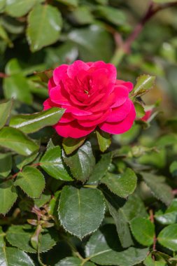 A red rose is in full bloom in a lush green bush. The rose is the main focus of the image, and it is the most vibrant and beautiful part of the plant