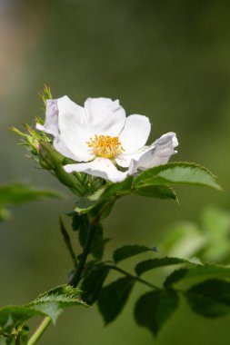 A white flower with yellow center is in the foreground of a green background. The flower is the main focus of the image, and it is in full bloom