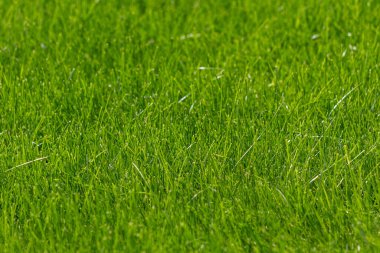 Görünürde bir şey olmayan yeşil çimenlik bir alan. Çimenler gür ve canlı. Huzurlu ve huzurlu bir ortam izlenimi veriyor.