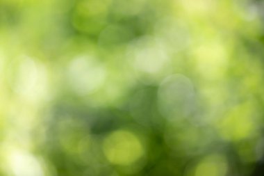 Bulanık yeşil bir arka plan ve birkaç yeşil yaprak. Arka plan bulanık ve yapraklar çok net değil.