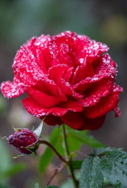 Rose flowers growing outdoors in nature