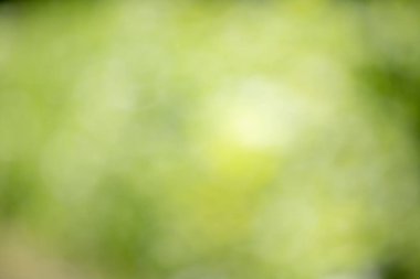 Bulanık yeşil bir arka plan, birkaç yaprak ve küçük yeşil bir nesne. Arka plan bulanık ve yapraklar ve nesne çok net değil