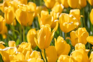 Field of colorful tulips, many red flowers. Field of spring flowers. Tulip field Red tulips, yellow tulips, pink flowers.