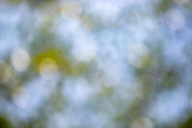 Görüntü, yeşil yapraklı bir ağacın bulanık ve puslu görüntüsü. Arka plan mavi bir gökyüzü, ve ağaç ön planda görünüyor.