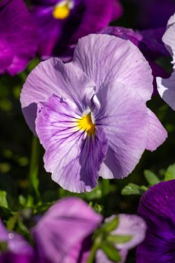 Violet flowers closeup in spring in nature.