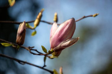 Magnolia flowers growing outdoors in nature.