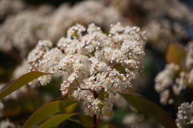 Yeşil yapraklı bir demet beyaz çiçek. Çiçekler tomurcuklandı ve tüm görüntüye dağıldı.