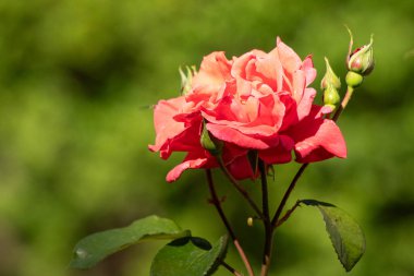 Rose flowers growing outdoors in nature