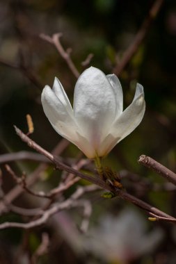 Magnolia flowers growing outdoors in nature.