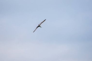 Gökyüzünde bir kuş uçuyor. Gökyüzü açık ve kuş havada.