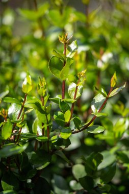 Green tree leaves on a blurred nature background.