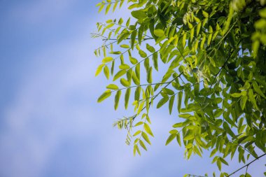 Green tree leaves on a blurred nature background.
