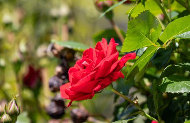 Bahçede açan iki kırmızı gül. Üzerlerinde güneş parıldıyor. Sıcaklık ve güzellik kavramı, güller aşkın ve sevginin sembolü olduğu gibi. Çiçeklerin parlak renkleri