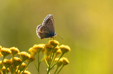 Bir kelebek sarı bir çiçeğin üzerine tünemiştir. Kelebek özgürlük ve zarafetin sembolü olduğu için sükunet ve güzellik kavramı. Sarı çiçek sahneye renk katar.
