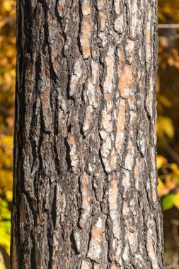 Bir sürü ağaç kabuğu ve birkaç yaprağı olan bir ağaç gövdesi. Kabuk kahverengi ve yapraklar sarı.
