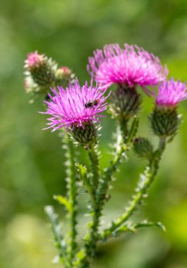 Üzerinde böcek olan mor bir çiçek. Çiçek yeşil yapraklarla çevrilidir. Böcek çiçeğin üzerinde ve arka planda görünmüyor.
