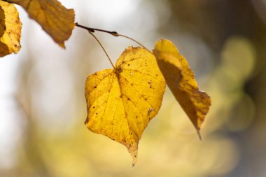 Ağaç dalından bir yaprak sarkıyor. Yaprak sarıdır ve kahverengi benekleri vardır. Dal çıplak ve resimdeki tek yeşil şey yaprak.