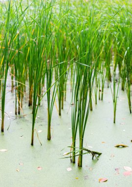 A field of tall green grasses with some brown leaves. The grass is growing in a pond