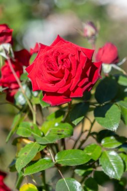 Yeşil yapraklarla çevrili kırmızı bir gül görüntünün ana odak noktasıdır. Gül, sahnenin en göze çarpan ve en güzel parçasıdır. Dikkatleri üzerine çeker.