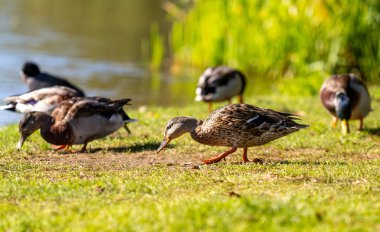 Bir grup ördek çimen tarlasında yürüyor. Bir ördek ot yiyor. Ördekler huzurlu ve doğal bir ortamda.