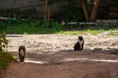 Two cats are sitting on the ground in front of a fence. One of the cats is black and white