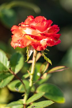 Rose flowers growing in nature close-up.