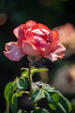 Rose flowers growing in nature close-up.